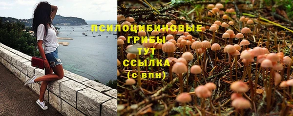 крисы Абаза